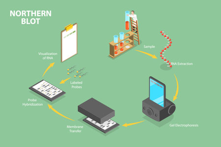 3D Isometric Flat Vector Conceptual Illustration of Northern Blot, Educational Diagramのイラスト素材