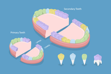 3D Isometric Flat Vector Conceptual Illustration of Types Of Teeth, Educational Schemeのイラスト素材