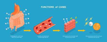 3D Isometric Flat Vector Conceptual Illustration of Functions Of Carbs, Explanation Diagramのイラスト素材