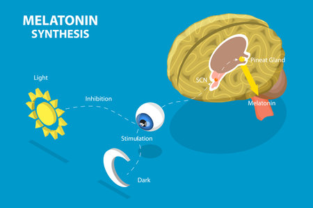 3D Isometric Flat Vector Conceptual Illustration of Melatonin Synthesis, Sleep-wake Cycleのイラスト素材