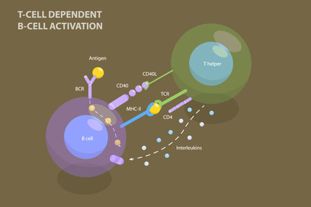 3D Isometric Flat Vector Illustration of T-cell Dependent B-cell Activation, Adaptive Immune Systemのイラスト素材