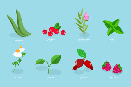3D Isometric Flat Vector Set of Medical Herbs And Berries, Natural Herbal Medicationのイラスト素材