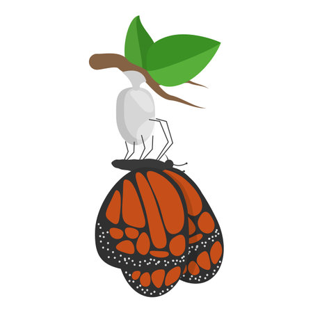 3D Isometric Flat Vector Illustration of Butterfly Metamorphosis, 7 Steps Life Cycle.のイラスト素材