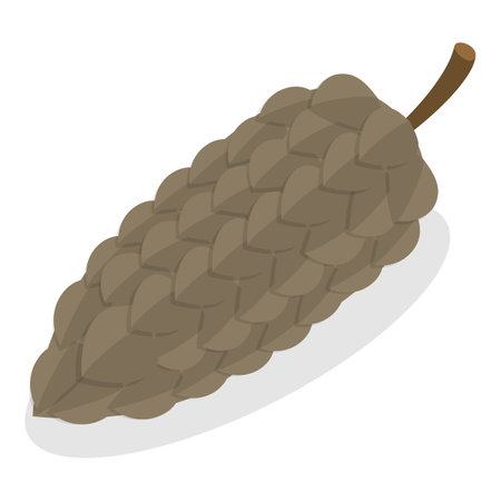 3D Isometric Flat Vector Set of Acorns And Cones, Natural Objects. Item 4のイラスト素材