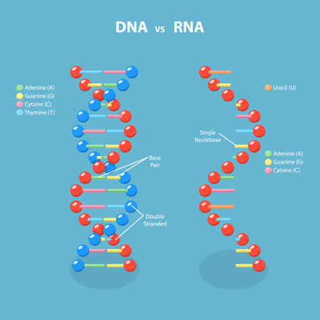 3D Isometric Flat Vector Illustration of DNA Vs RNA, Deoxyribonucleic and Ribonucleic Acidのイラスト素材