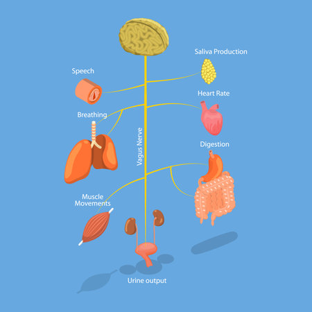3D Isometric Flat Vector Illustration of Vagus Nerve, Medical Diagramのイラスト素材