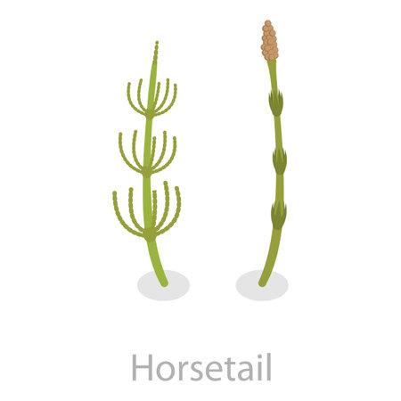 3D Isometric Flat Vector Set of Astringent Herbs, Natural Herbal Remedy. Item 7のイラスト素材