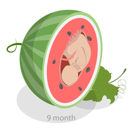 3D Isometric Flat Vector Illustration of Embryo Monthly Growth Stages, Human Fetus Development. Item 6のイラスト素材