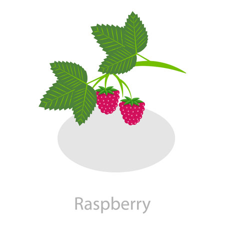 3D Isometric Flat Vector Set of Astringent Herbs, Natural Herbal Remedy. Item 1のイラスト素材