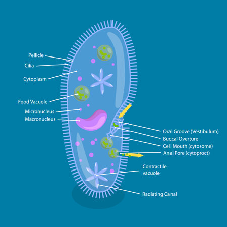 3D Isometric Flat Vector Illustration of Anatomy of Paramecium Caudatum, Educational Diagramのイラスト素材