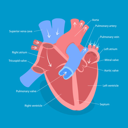 3D Isometric Flat Vector Illustration of Heart Anatomy, Cardiology Specialist Infographicのイラスト素材