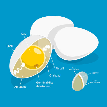 3D Isometric Flat Vector Illustration of Chicken Egg , Education Diagramのイラスト素材