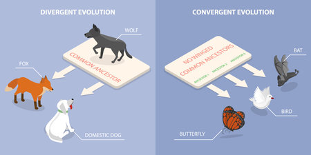 3D Isometric Flat Vector Illustration of Evolution of Life, Outline Diagram of Divergent And Convergent Evolution In Ancestors Developmentのイラスト素材