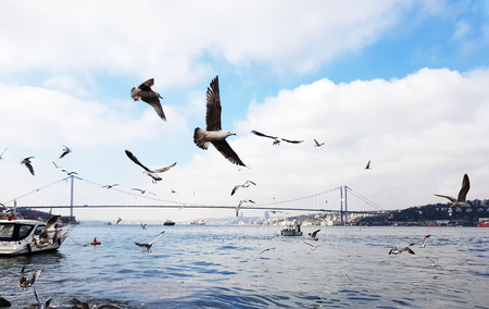 Istanbul Nature Beach, with birds flyingの写真素材
