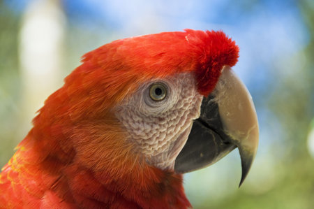 Close-up of a scarlet macawの写真素材