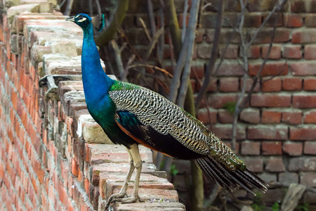 A peacock on a wall in the evening, outside my house in Jalandhar, Punjab.の写真素材