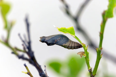 A Butterfly Pupa on my Lemon Plant.
