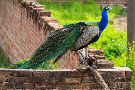 Peacock spreading its Feathers outside my house.の素材 [FY310119267012]