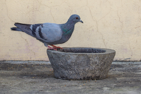 A Common Pigeon came to drink some water at my house roof top.の写真素材