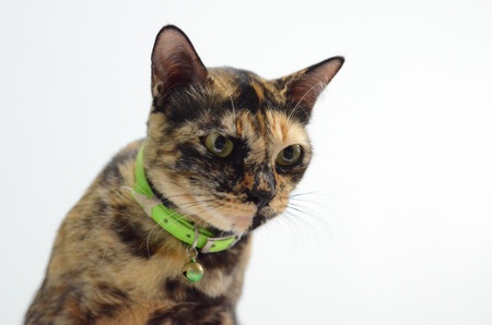 Cat name WanJai in Trang,Thailandの写真素材