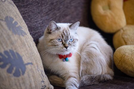 Tiger catの写真素材