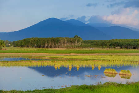 Rice cultivationの写真素材