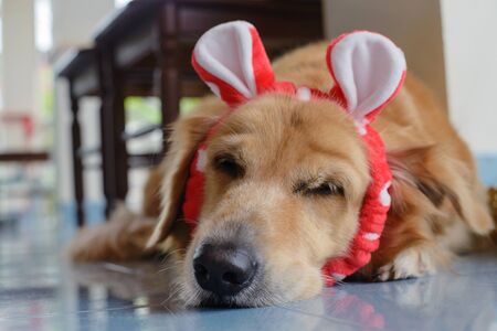Golden Retrieversの写真素材