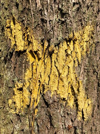 Tree with X on it. Sign for cutting trees. Cracked bark of a plant. Harmonious embossed wood texture. Perfect background with a natural tracery. Old dry tree trunk. Dry multilayer wood surface. Natural pattern created by nature.の写真素材