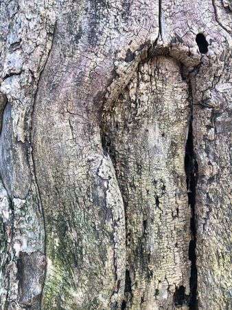 The surface of an old wrinkled tree trunk. Cracked bark of a plant. Harmonious embossed wood texture. Perfect background with a natural tracery. Old dry tree bark. Dry multilayer wood surface. Natural pattern created by nature.の写真素材