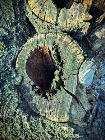 Tree cut empty inside Cracked bark of a plant. Harmonious embossed wood texture. Perfect background with a natural tracery. Old dry tree trunk. Dry multilayer wood surface. Natural pattern created by nature.の写真素材