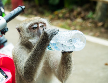 one monkey is drinking water from bottle of waterの写真素材