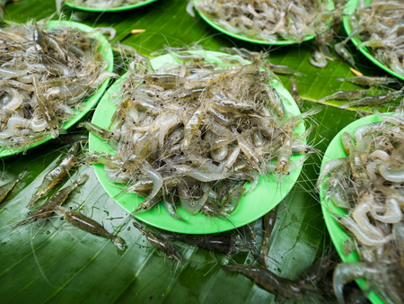 Fresh Macrobrachium lanchesteri on green plates with banana leaf, It was sold in Thai fresh market.の写真素材