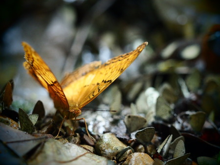 Yellow with black strip line pattern butterfly in small butterfly and natural backgroundの写真素材