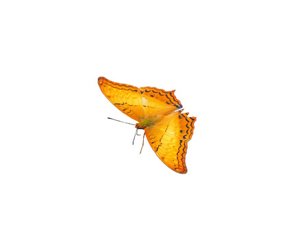 Yellow with black strip line pattern butterfly and fly in rock and natural and contrast background .の写真素材