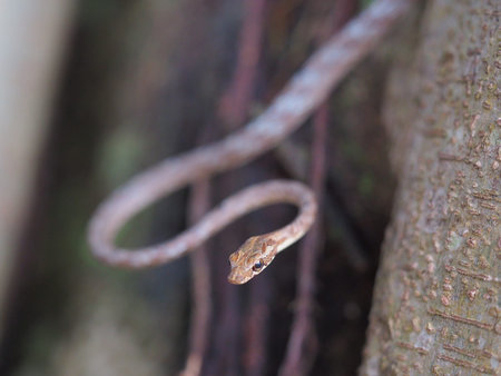 Keel-bellied whip snake, Dryophiops rubescens, serpent on tree, little brown snake, non poison