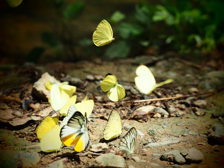 yellow and chocolate(brown) pattern wing with antenna Butterfly perched on green leaf and blur background with bokeh one of butterfly kind in Kangkrachan, Camp Baan Krang, Petchburi, Thailandの写真素材