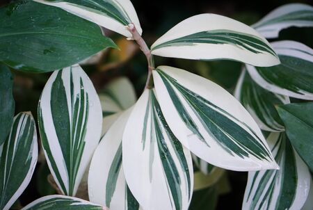 white and green leaf pattern texture plantの写真素材