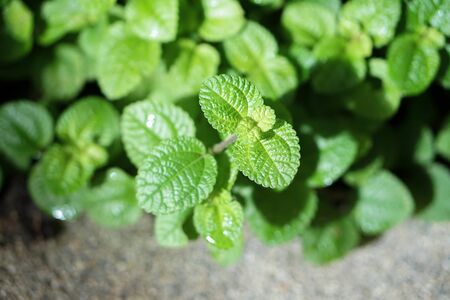 green fresh growing mint plant leavesの写真素材