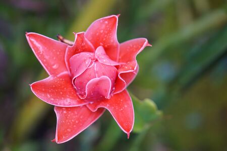 red pink torch ginger plant rain dropの写真素材