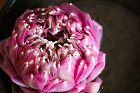 pink lotus flower floated in water decoration at hotelの写真素材