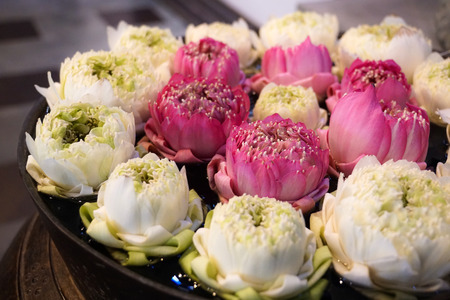 white and pink lotus flower decoration at hotelの写真素材