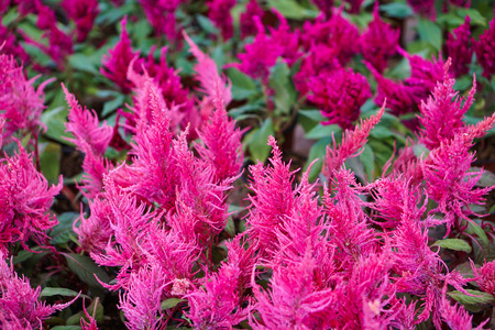 vibrant pink yellow red purple celosia argentea cockscomb plantの写真素材