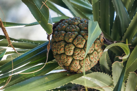 seeds of sea pandanus, screw pine plant tree