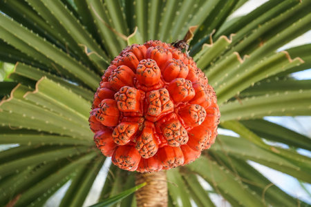 seeds of sea pandanus, screw pine plant tree