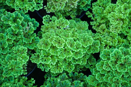 close up of green plant in potの写真素材