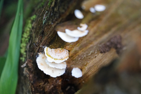 wild white mushroom in the woods forestの写真素材