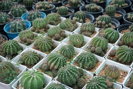 green cactus plants in pots, farm, garden