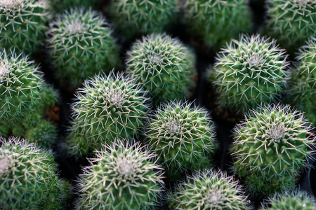 green cactus plants in pots, farm, gardenの写真素材