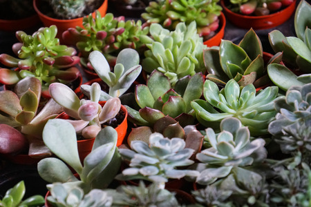green cactus plants in pots, farm, gardenの写真素材