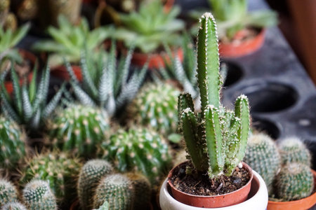 green cactus plants in pots, farm, garden